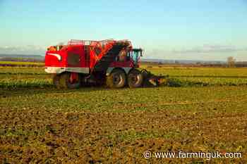 Defra rejects emergency authorisation for neonic on sugar beet