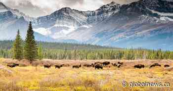 3 bison harvested in Indigenous-led ceremonial hunt in Banff National Park