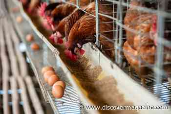 Mass Poultry Vaccination Could Prevent Bird Flu Spread, but Also Make Virus Evolve