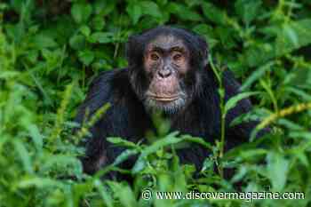 Contagious Urinations Cause Chimps to Go in Groups