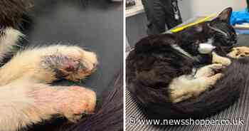 Croydon woman banned from having animals after neglecting her cat