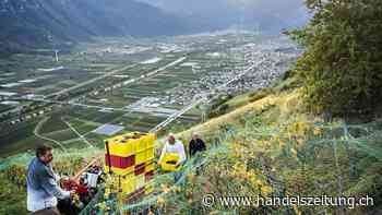 Wetterkapriolen sorgen für kleine, aber gute Weinernte im Wallis