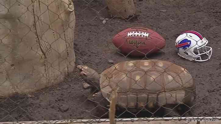Buffalo Zoo animals getting into Bills spirit for playoffs