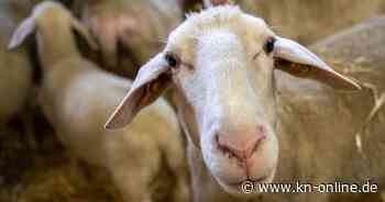 30 Schafe gestohlen - Polizei sucht Zeugen