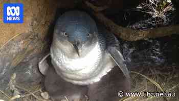 Chicks starving as little penguins fail to return from warming seas