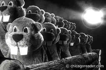 Don your beaver suit: Hundreds of Beavers is back