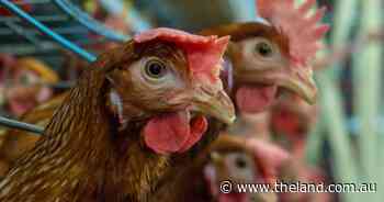 Avian Influenza officially eradicated from NSW, emergency zones removed