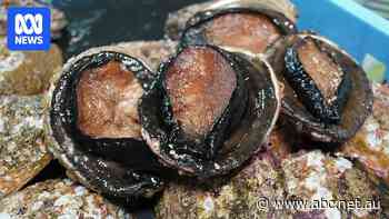 Abalone fishers seek buyout claiming 'serial depletion' by illegal takes