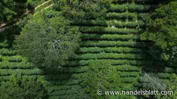 Rohstoffe: Angst vor schwacher Ernte – Kaffee erreicht Rekordpreis