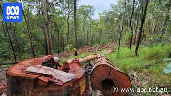 Logging continues in forests earmarked for Great Koala National Park