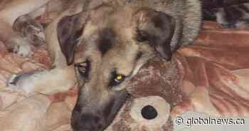 Runaway dog in Saskatchewan reunited with family in Ontario