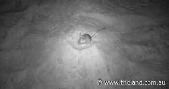 Taking the bait: research uncovers mice, echidnas, go for fox and cat bait