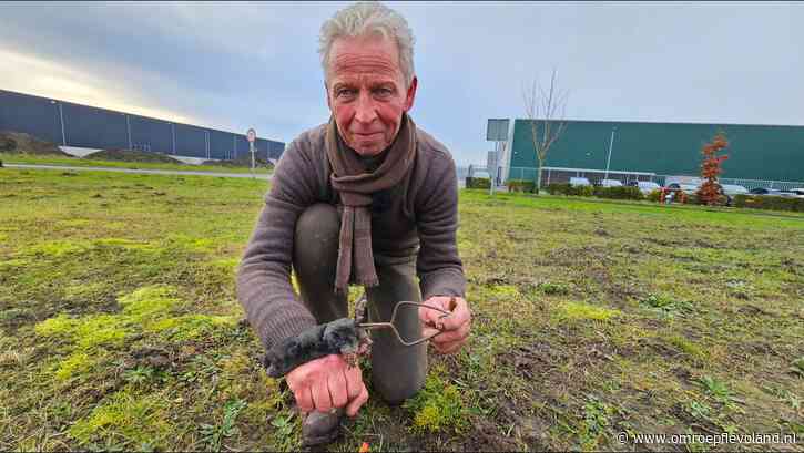 Emmeloord - Grond deze winter ideaal voor mollen, hopen zijn ontelbaar