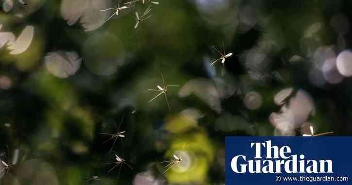 Country diary: Drifting in clouds of smoke, winter gnats are in season | Claire Stares