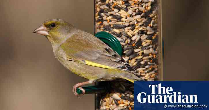 Nature lovers urged to take part in UK bird count amid fears over climate and disease