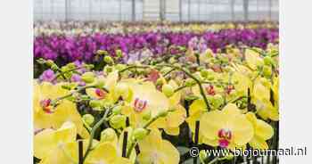 Onterecht verleend kwekersrecht moet sneller kunnen worden teruggedraaid