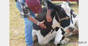 Maatregelen MKZ afgeschaald na negatieve testuitslagen