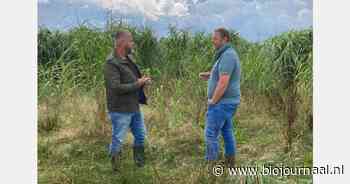 Dealin.Green en Carbon Grass bundelen krachten voor uitbreiding Miscanthus-markt