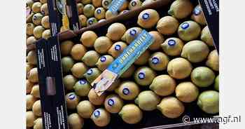 Siciliaans citroenseizoen in volle gang