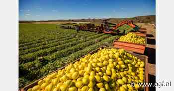 Itaueira hervat meloenexport naar wereldmarkt en breidt teelt met 20% uit