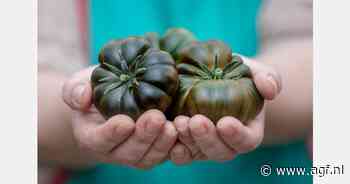 Roze Marmande tomaat klaar voor Europese markt