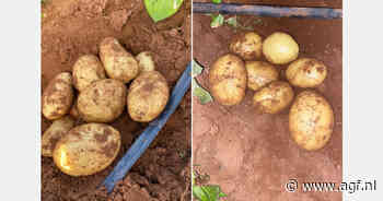 "Ik heb er spijt van dat ik dit seizoen aardappelen heb gepoot"