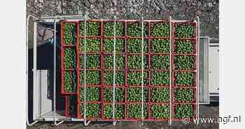 Beschikbaarheid Mexicaanse limes uit oude oogst neemt toe