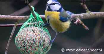 Tuin vogelvriendelijk maken: 'Bijvoeren kan veel goed doen, maar alleen als je het op juiste manier doet’