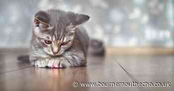 Vet issues urgent laser pen warning to cat and dog owners over health risks