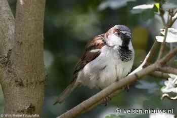 Tuinvogeltelling 2025 weer van start: drie dagen lang tellen we onze gevleugelde vriendjes