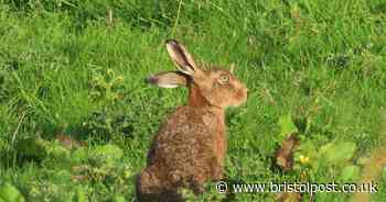 Two Bristol men charged over hare coursing incident