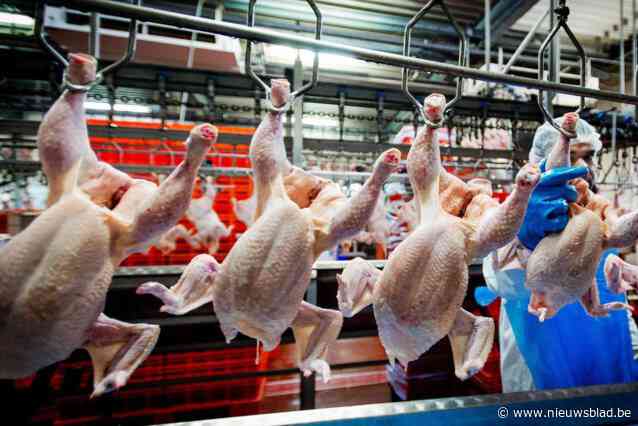 Zaakvoerders pluimveeslachterijen ontkennen uitbuiting illegalen: “Ik heb juist mijn goed hart getoond toen ze werk kwamen vragen”