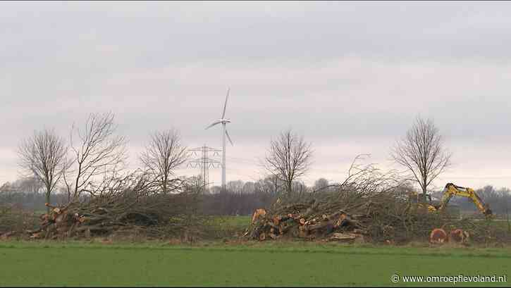 Flevoland - Honderden bomen in Flevoland verdwijnen door essentaksterfte