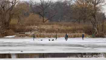 Biodiversity in several Hamilton areas in 'severe decline' says botanist after conducting land survey