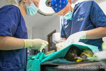 Opvallend meer buizerds in de problemen: “Rode draad is de zoektocht naar voedsel”