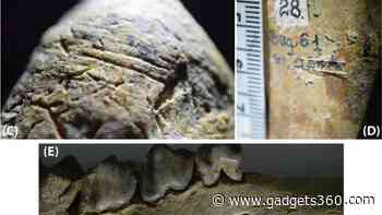 1.95-Million-Year-Old Evidence of Hominin Activity Discovered in Romania