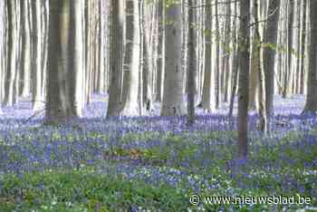 Infostand op Stationsplein moet meer Hallerbostoeristen ook naar binnenstad krijgen en zo lokale economie boost geven