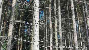 Stadtwald Haiterbach: Gemeinderat baut im Haushalt auch auf Holzerlöse