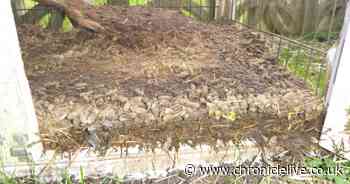 County Durham woman banned from keeping animals after guinea pig found dead