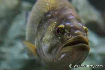 Social Media Influencer Sentenced For Illegally Stocking Smallmouth Bass in Wyoming Water