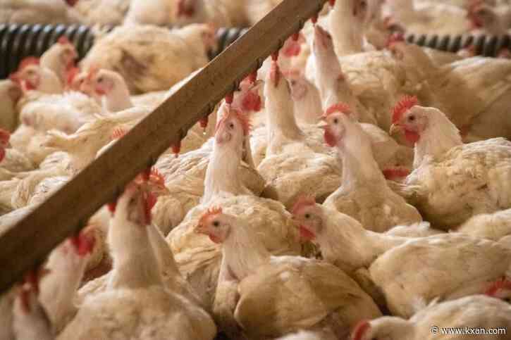 Texas Agriculture Commissioner: With bird flu, state is 'doing it right'