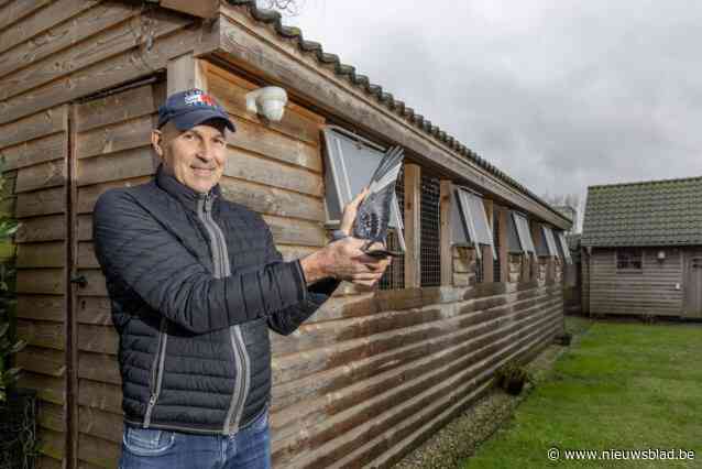 “Een slot volstaat niet, ik heb voor 10.000 euro aan beveiliging staan”: duivendiefstallen pieken, en het zwaartepunt ligt volgens kenner in ons land