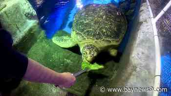 Get up close to underwater creatures at Sea Life Aquarium in Icon Park