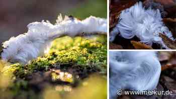 „Zuckerwatte“ im Wald: Dieses Naturphänomen sollte man nicht anfassen