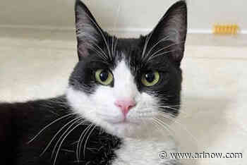 Adoptable Pet of the Week: Molly