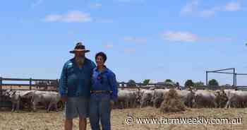 Chargreys a perfect fit at regenerative approach at Lake Muir Prime Beef