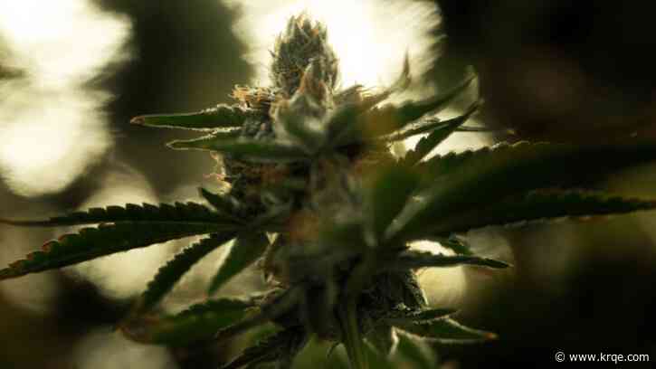 New Mexico cannabis regulators look to establish task force to curb illegal activity