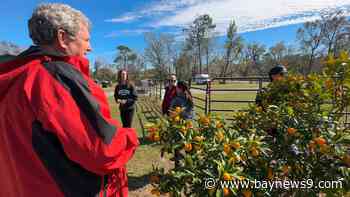 Chilly temperatures helping kumquats ripen ahead of Dade City's 28th annual Kumquat Festival