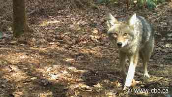Central Alberta coyote hunt aims to bring predator's population under control