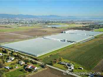 Delta home to largest LED-lit greenhouse in western North America
